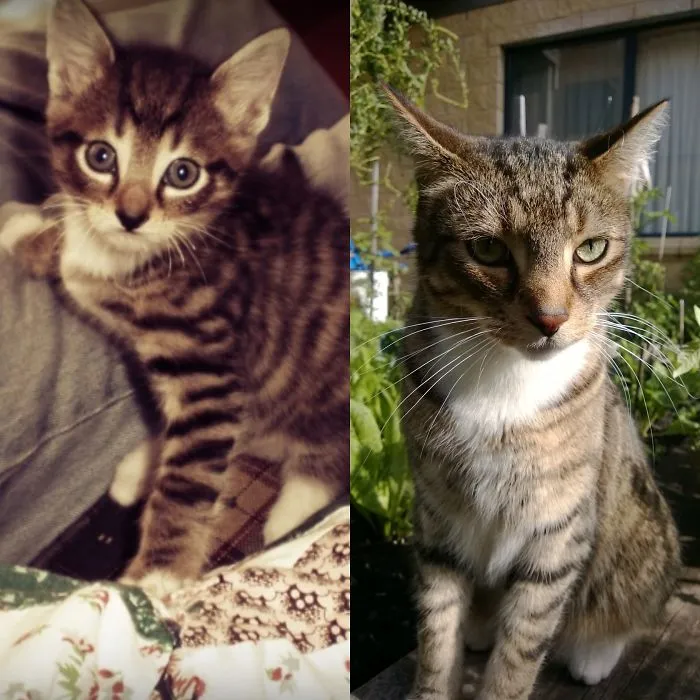 Pussy. From Tiny Fluff Ball To Handsome 7 Kilo Cat
