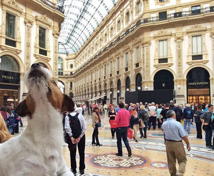 Snif, Snif... Is That... Fashion!?!  Milan, Italy
