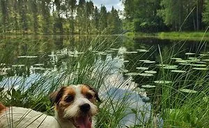 Puppy Explored 24 Countries And Is Hungry For More