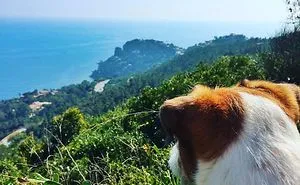 Puppy Explored 24 Countries And Is Hungry For More