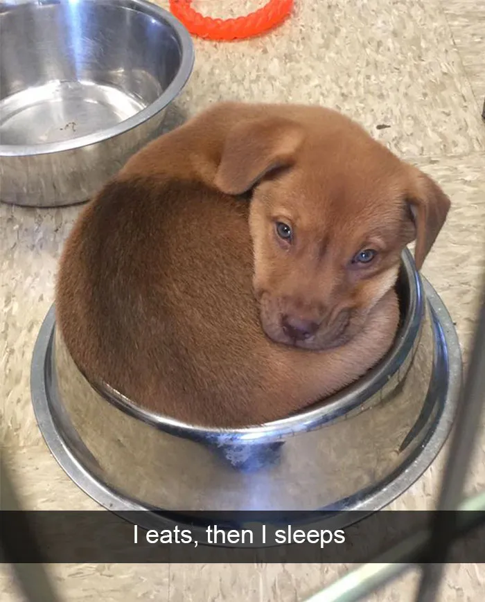 142 Hilarious Dog Snapchats That Are Impawsible Not To Laugh At (Part 3)