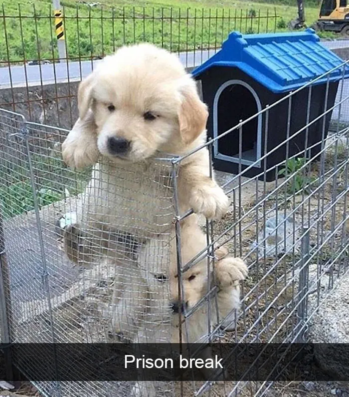 142 Hilarious Dog Snapchats That Are Impawsible Not To Laugh At (Part 3)