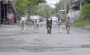Thailand Has Turned Stray Dogs Into Watchdogs