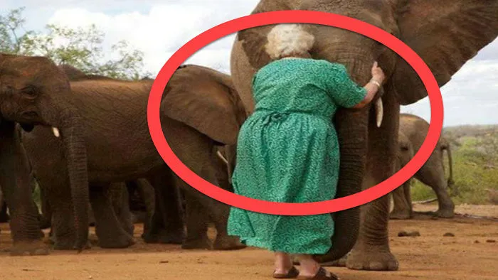 The Elephants Always Line Up To Hug This Woman. The Reason Why Left Me Speechless