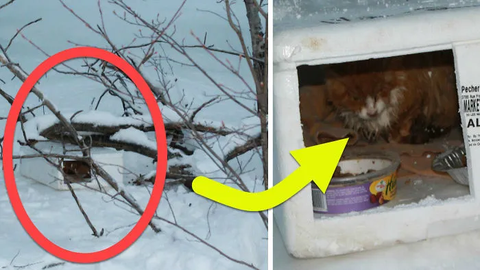 Their Hearts Broke When They Peered Inside This Box And Saw Kitten Who Was Obviously Freezing