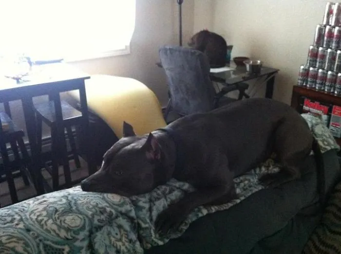 My Dog Thinks He's A Cat