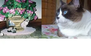 Share Then And Now Pictures Of Your Cat Growing Up