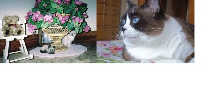 In Memory To My Willow - Till We Meet Again