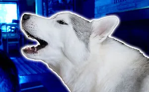 Huskies Can't Resist Howling