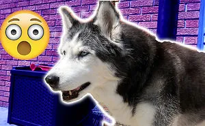 Husky Goes Crazy And Bounces All Over