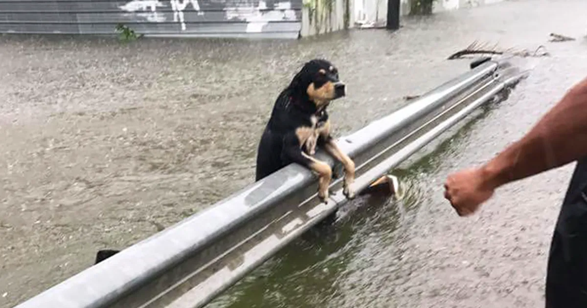 Hay personas que dejaron a sus perros atados para que murieran durante la inundación, y te romperá el corazón
