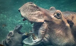 Fiona The Hippo Playing In The Water Will Make Your Day In Just 81 Seconds