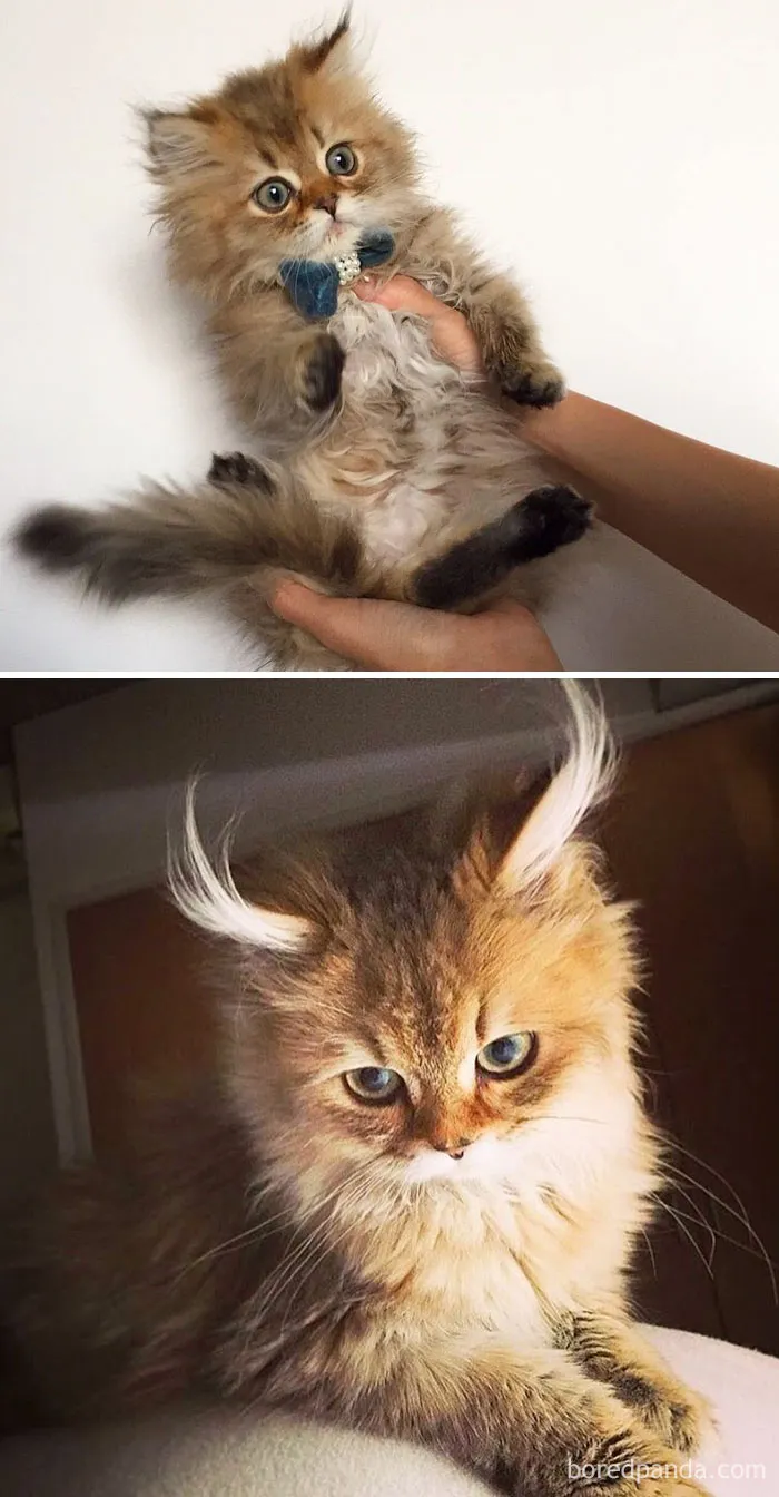 Niko