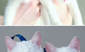 50 Before-And-After Photos Of Cats Growing Up