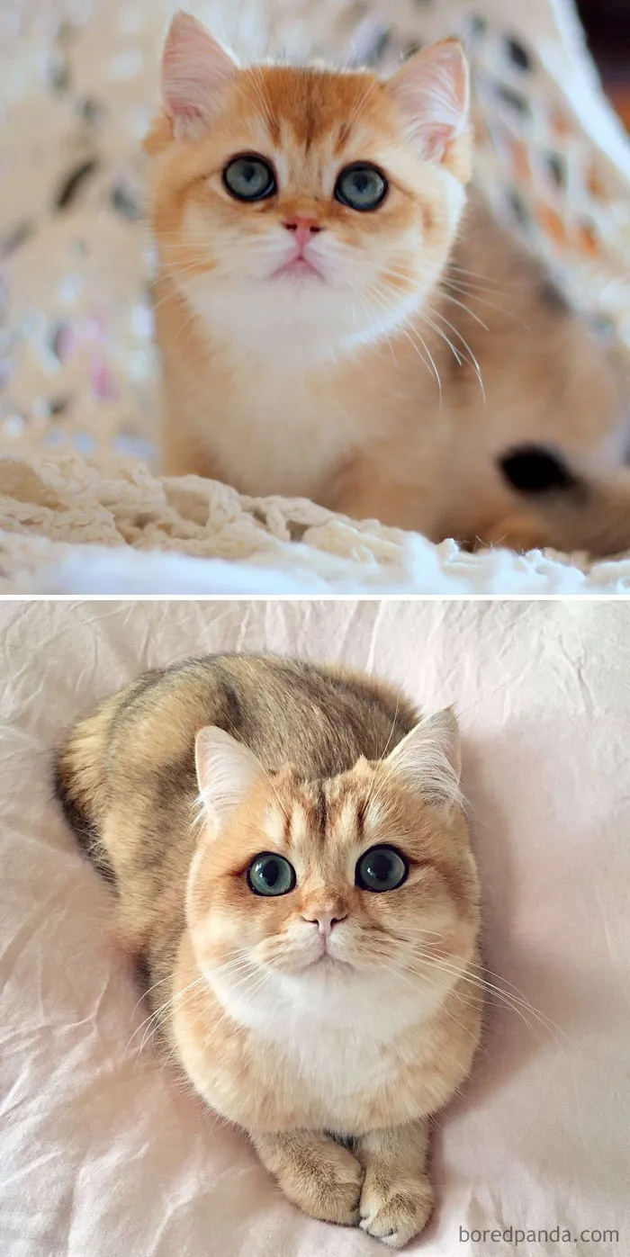 Golden British Shorthair Kitten Named Pumpkin Then And Now