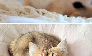 50 Before-And-After Photos Of Cats Growing Up