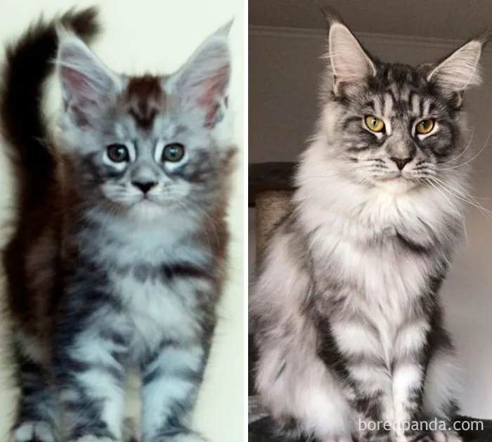 Nimbus Then (2months) Vs Nimbus Now (10months)