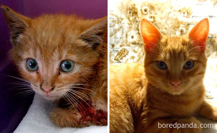 Yantar. The Day I Pulled Him Out From A Car Engine And A Year After. (P.S. That Blood Is Mine. The Kitty Was So Scared When I Grabbed Him He Fighted Desperately. But I Had No Time To Wait - The Lady Wanted To Drive Off No Matter The Cat In He Engine Of Her Car)