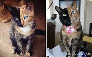 50 Before-And-After Photos Of Cats Growing Up
