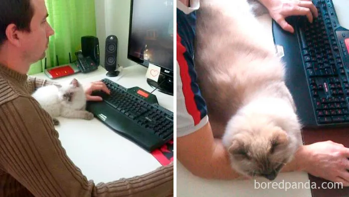 Ragdoll Mcfly, 5 meses y 1 año