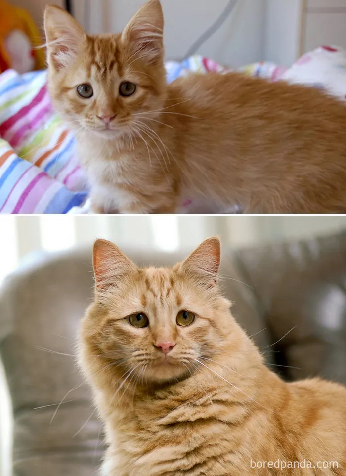Rupert Has Always Been Very Concerned About Things. Here's Him As A Kitten Then And An 8 Year Old Now