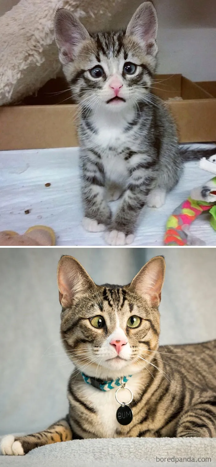 Bum, el gato preocupado