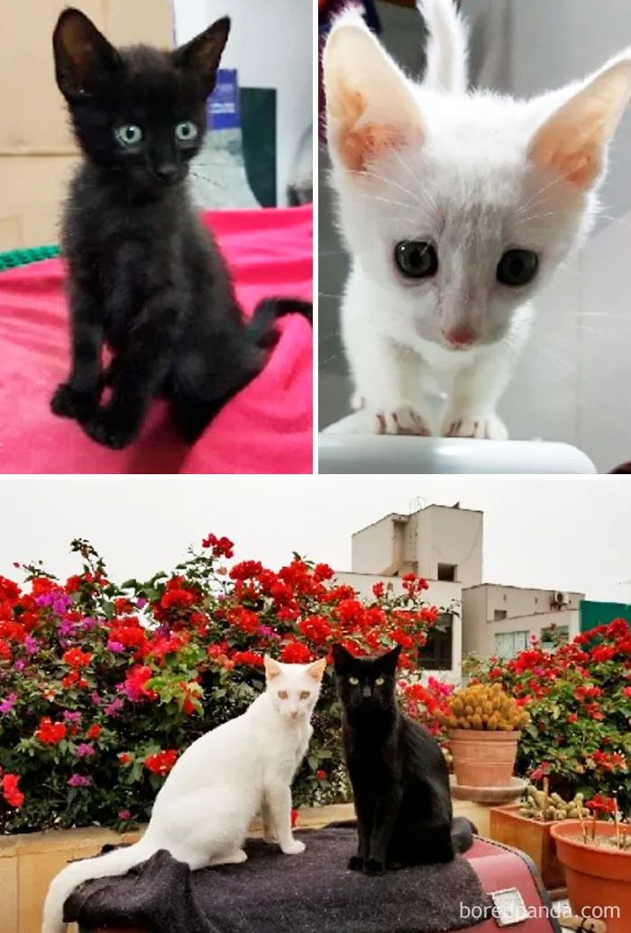 Gremlyin And Gremlyang In June 2016 And What They Look Like One Year Later! And They Are Brothers