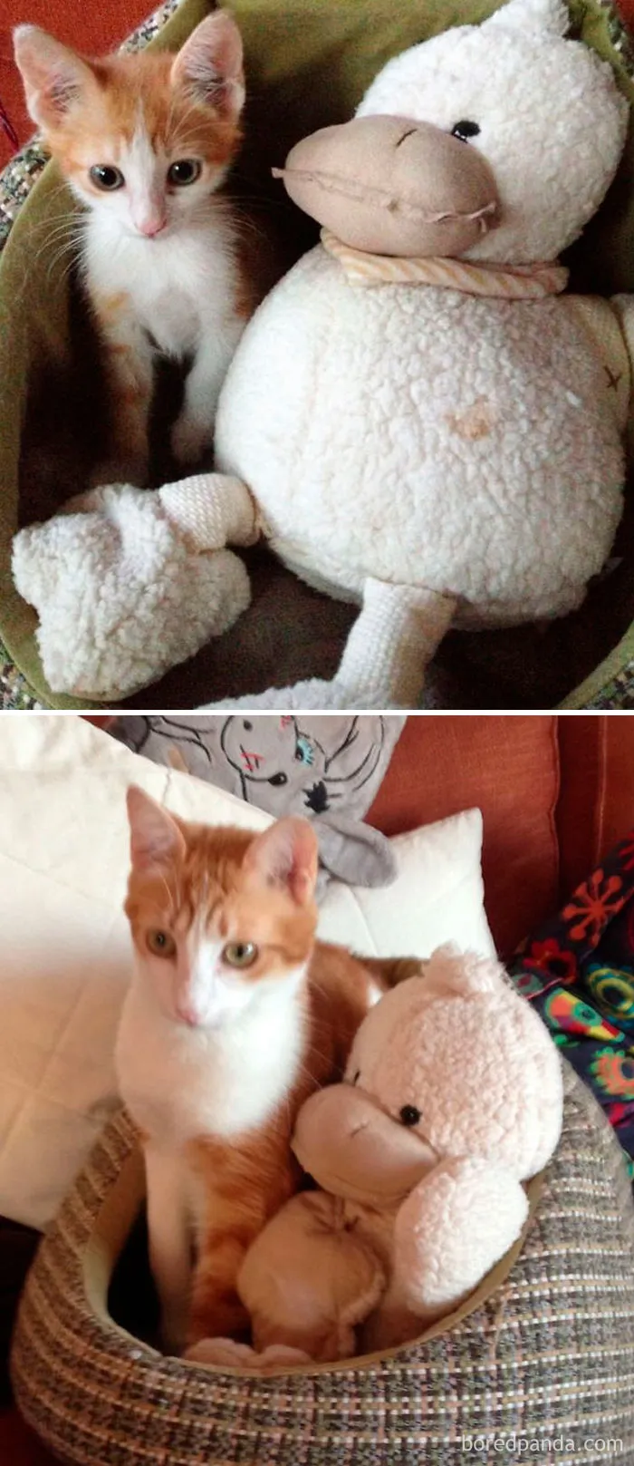 Teddy