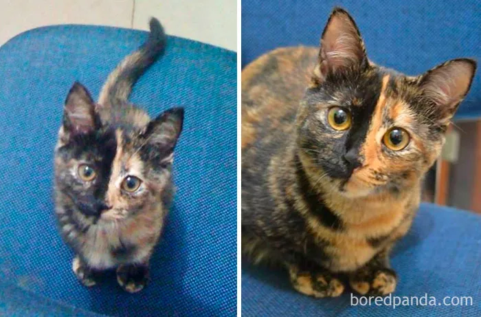 Mostarda, 2 meses y 1 año