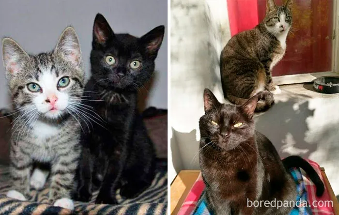 Mitzieö y Meowzilla