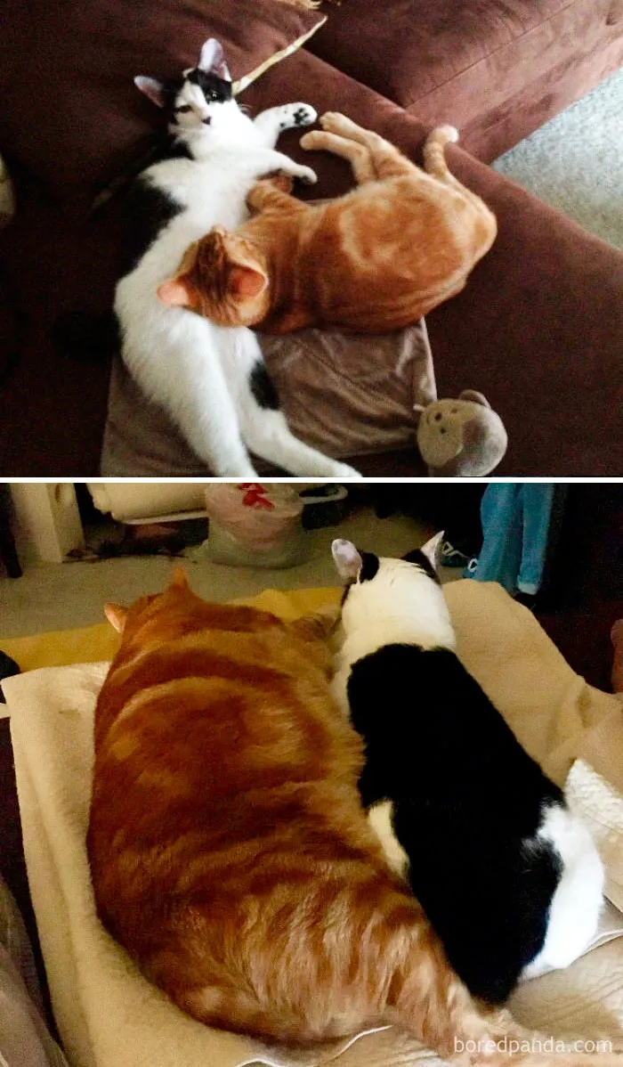 Lucy y Linus. 4 meses y 6 años