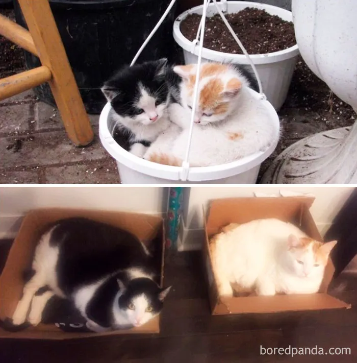 Scratch & Loki