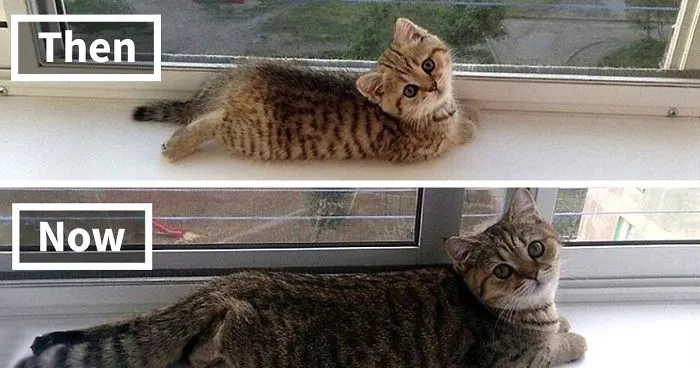 50 Before-And-After Photos Of Cats Growing Up
