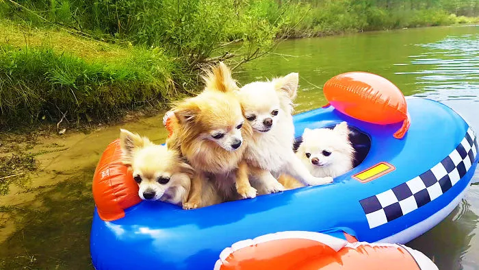 Cute Dogs Swimming And Having Fun At The Beach