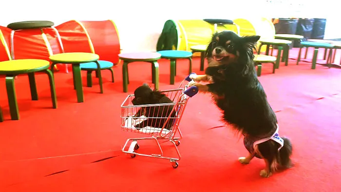 Cute Puppies Showing Adorable Tricks