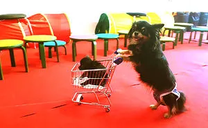 Cute Puppies Showing Adorable Tricks