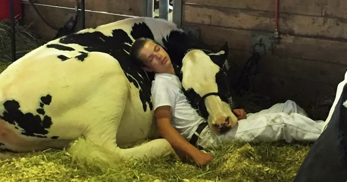 Tras perder un concurso, este chico y su vaca se quedaron dormidos y triunfaron en internet