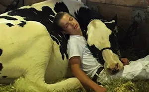 Tras perder un concurso, este chico y su vaca se quedaron dormidos y triunfaron en internet
