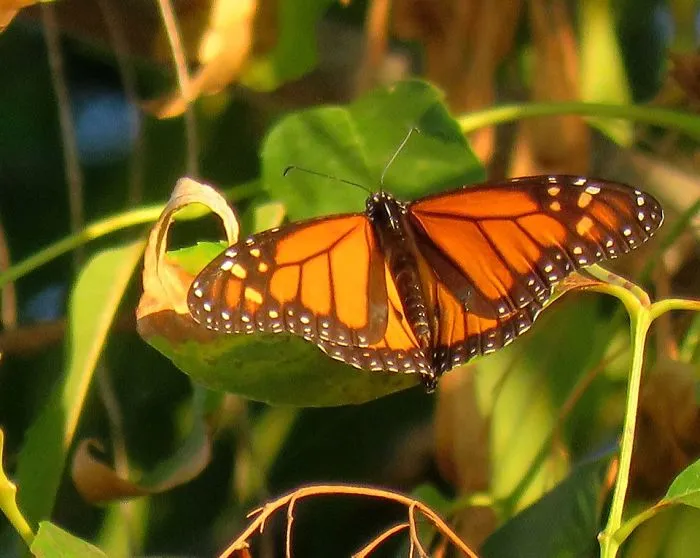 My Backyard Wildlife Is So Ordinary... Yet So Extraordinary!
