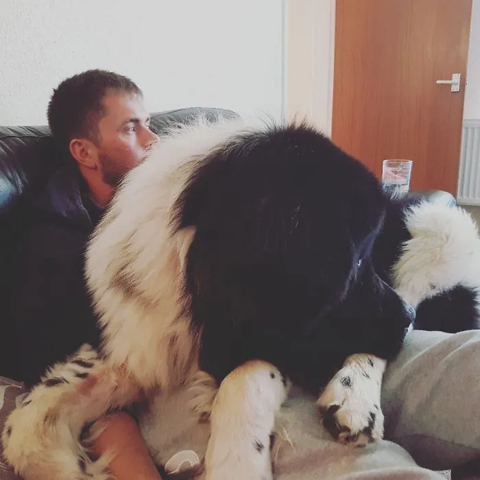 Paddy Our 18 Month Newfoundland Just Wants To Be Cuddled!