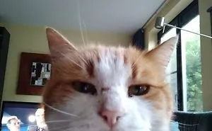 50 Of The Funniest I Woke Up To This" Moments That Have Ever Happened To Pet Owners"