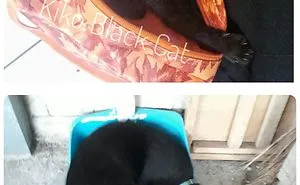 Share Then And Now Pictures Of Your Cat Growing Up