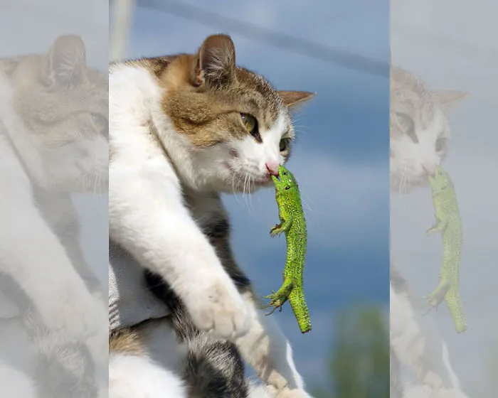The Lizard’s Last Bite