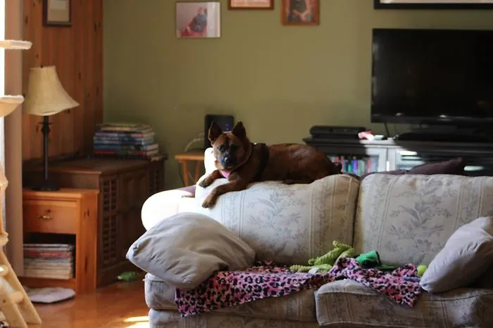 She Thinks She’s Cat #8…