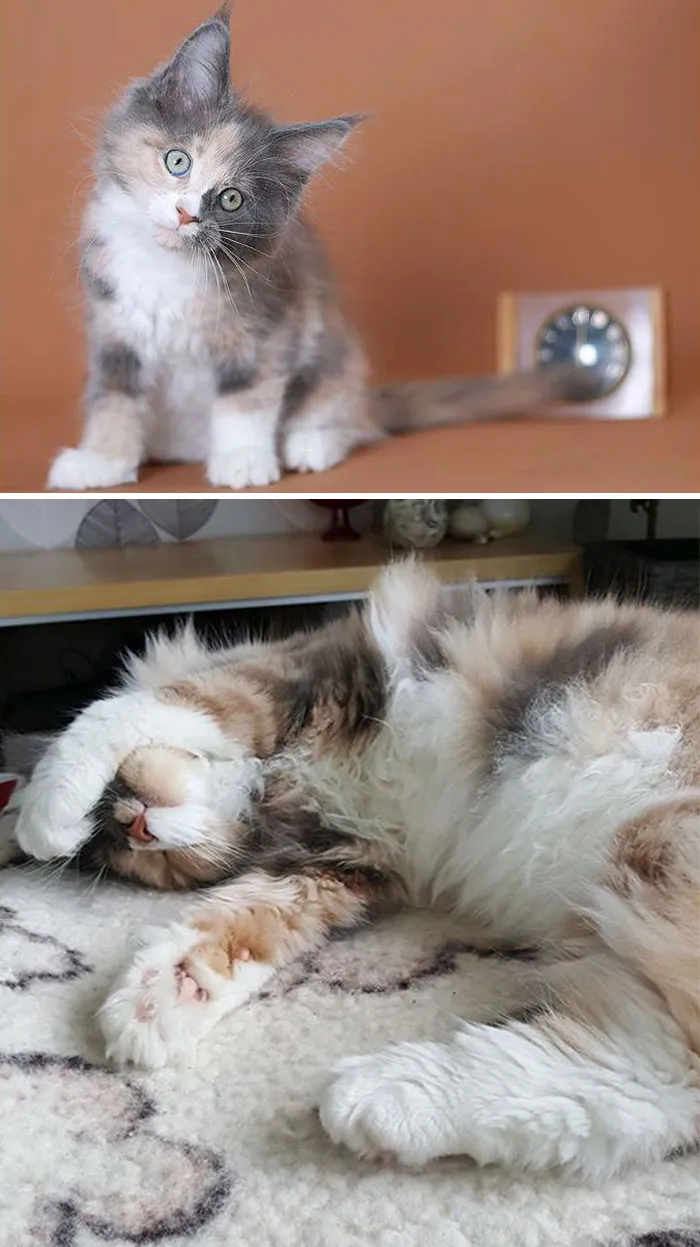 Curious Little Girl To Giant Sleepy Fluff Ball. And She's Still Growing!