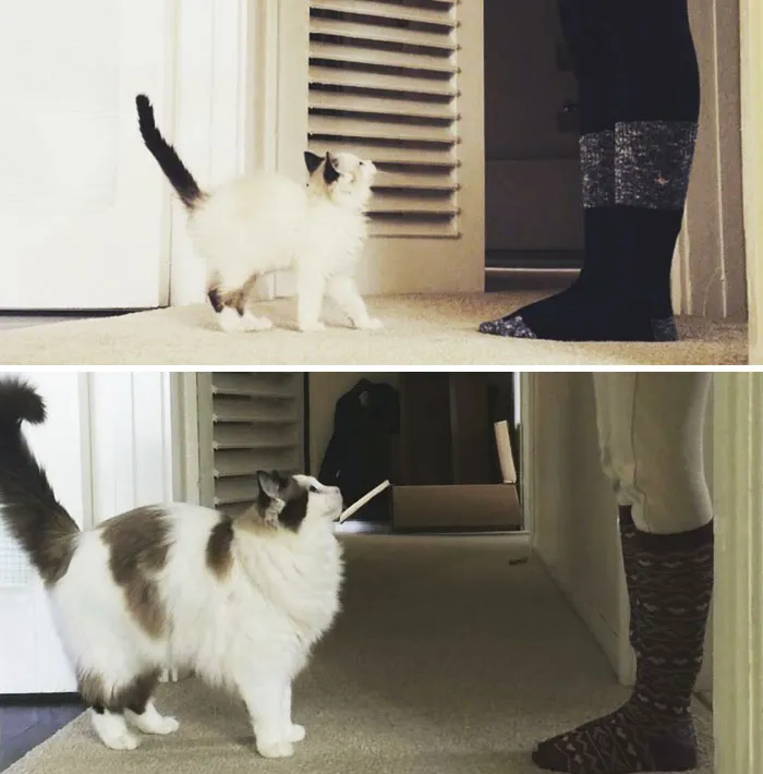Neville Growing Up