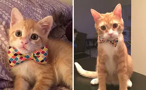 Share Then And Now Pictures Of Your Cat Growing Up