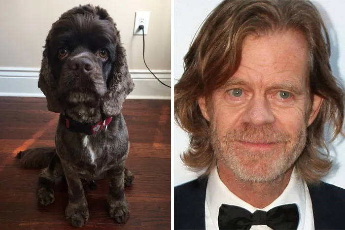 This Dog Looks Like William H. Macy