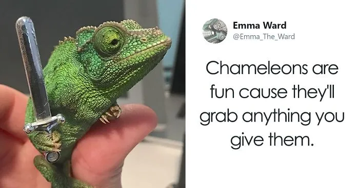 Someone Just Noticed That Chameleons Will Hold Onto Anything You Give Them, And It's Hilarious