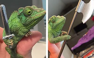 Someone Just Noticed That Chameleons Will Hold Onto Anything You Give Them, And It's Hilarious